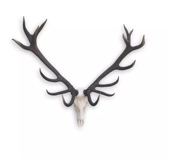 Red stag trophy 13 kg from one our hunting area 