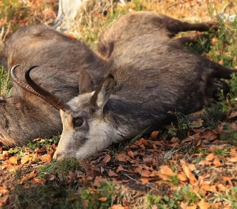 Chamois hunted in one hunting area