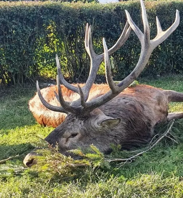 Red stag trophy from one hunting area