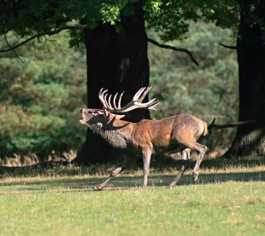 Red stag in the hunting area