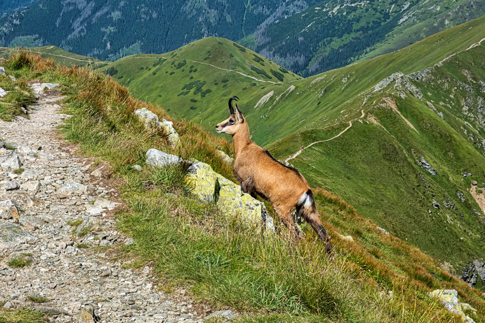 Chamois on Slovakian mountains