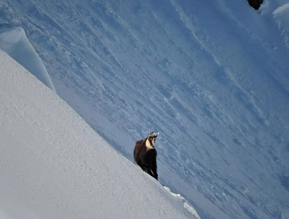 Alpine chamois in high mountains