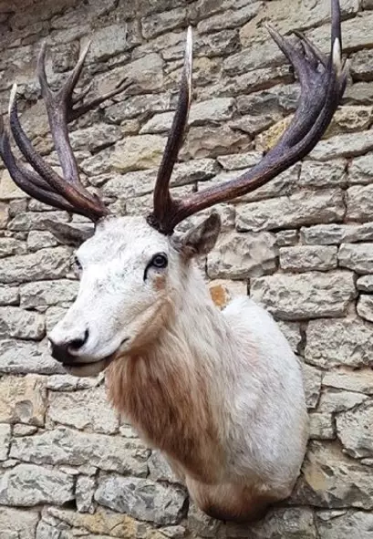 White stag shoulder mount