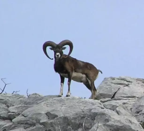 Mouflon ram in one our hunting area