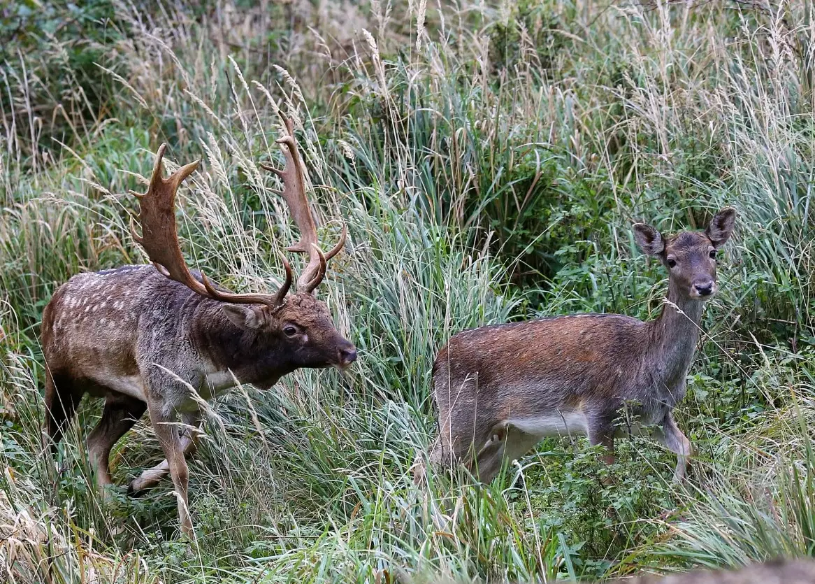 Fallow buck during rut season