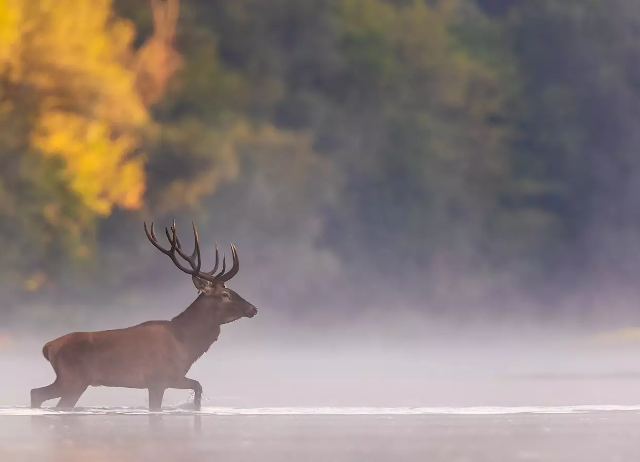 Red stag in one our hunting area