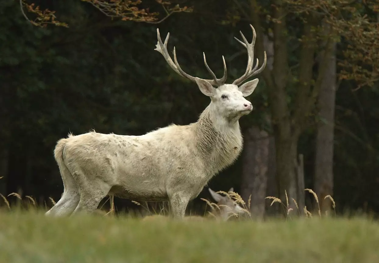 Mature white stag in one hunting area