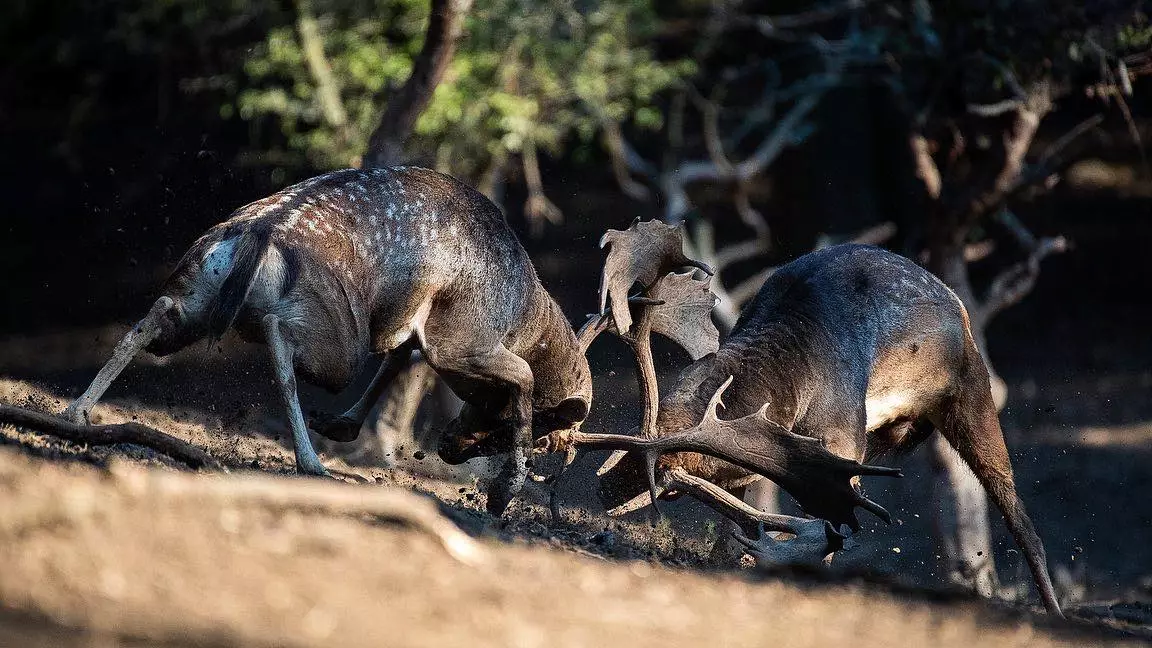 Fallow buck mating season in one our hunting area