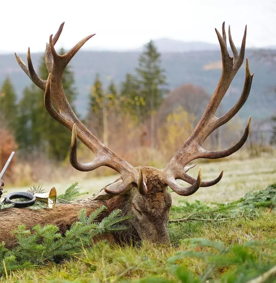 Record red stag trophy hunted in 2022
