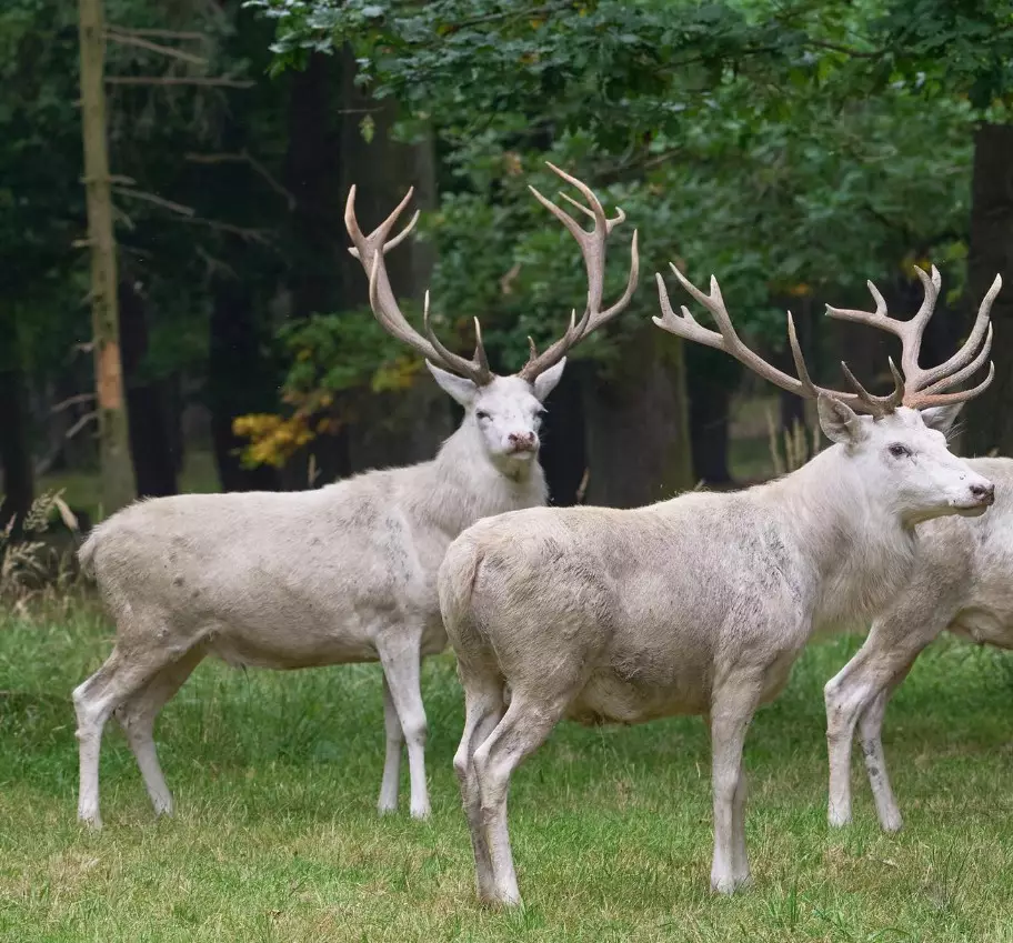 Mature white stag in one hunting area