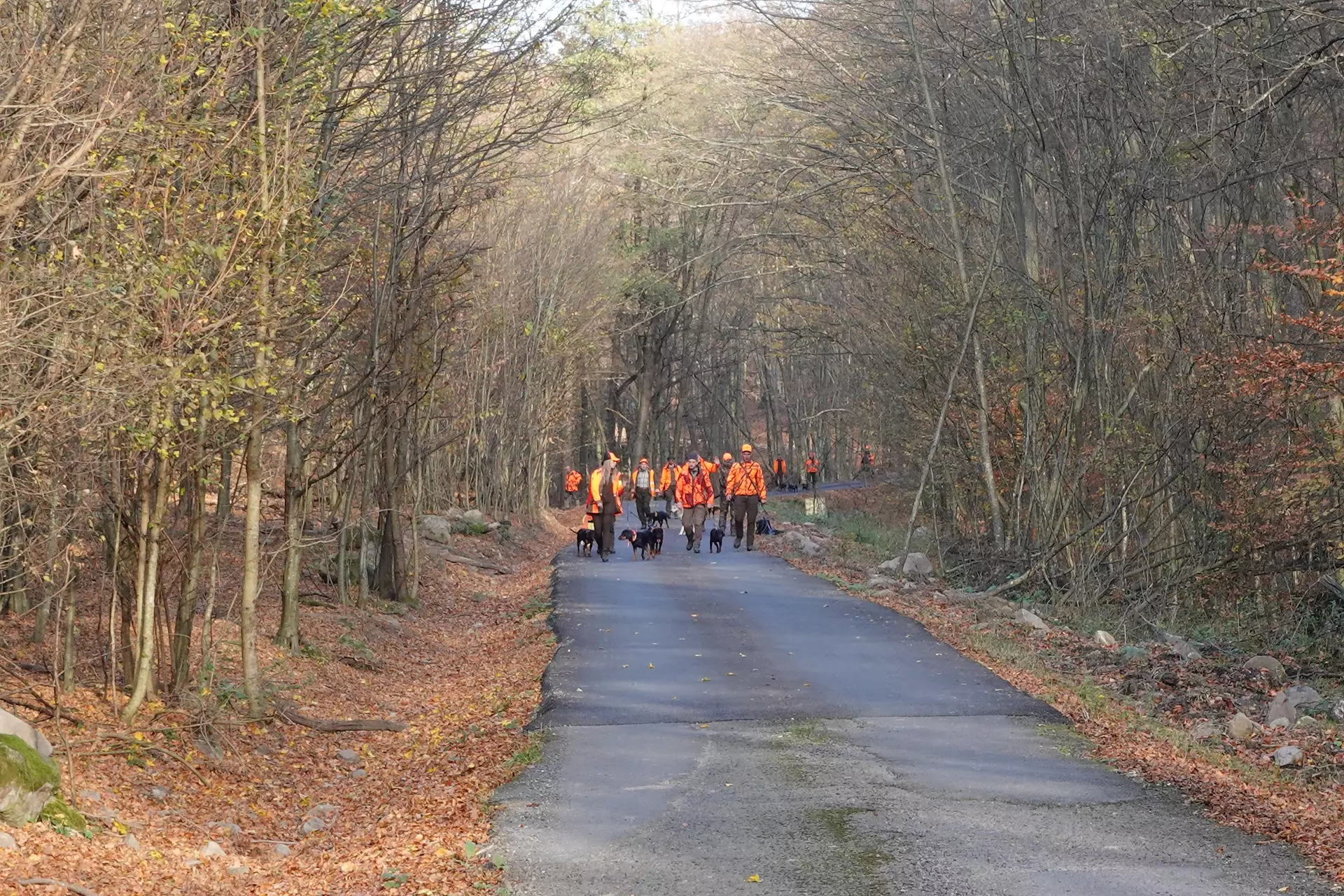 Driven hunt in Slovakia. Wild boar, red deer, fallow deer and mouflon