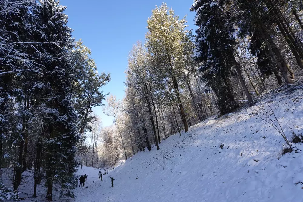 Pheasant shoot in winter time