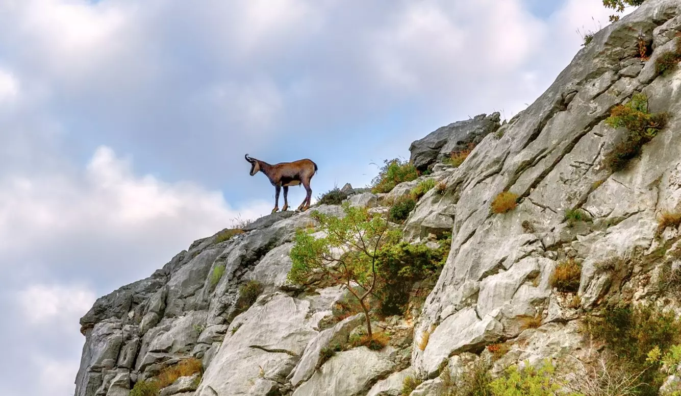 Caza en Croacia. 300 000 hectáreas de zonas de caza. Oferta
