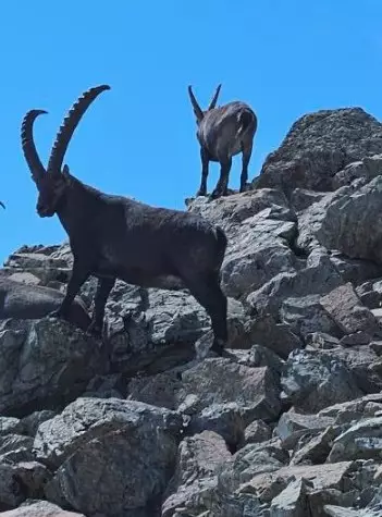 Ibex in the hunting area