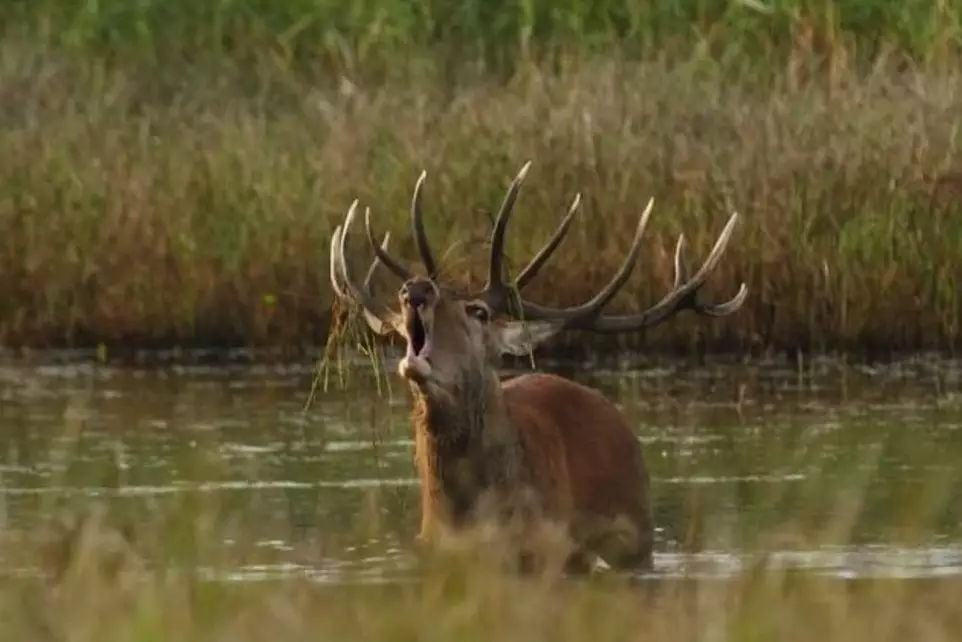 Red stag in one our hunting area