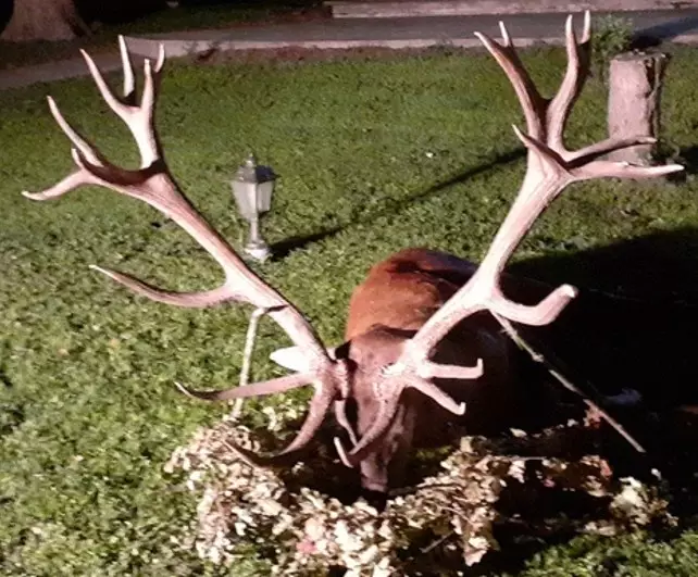 Red stag hunted in one our hunting area