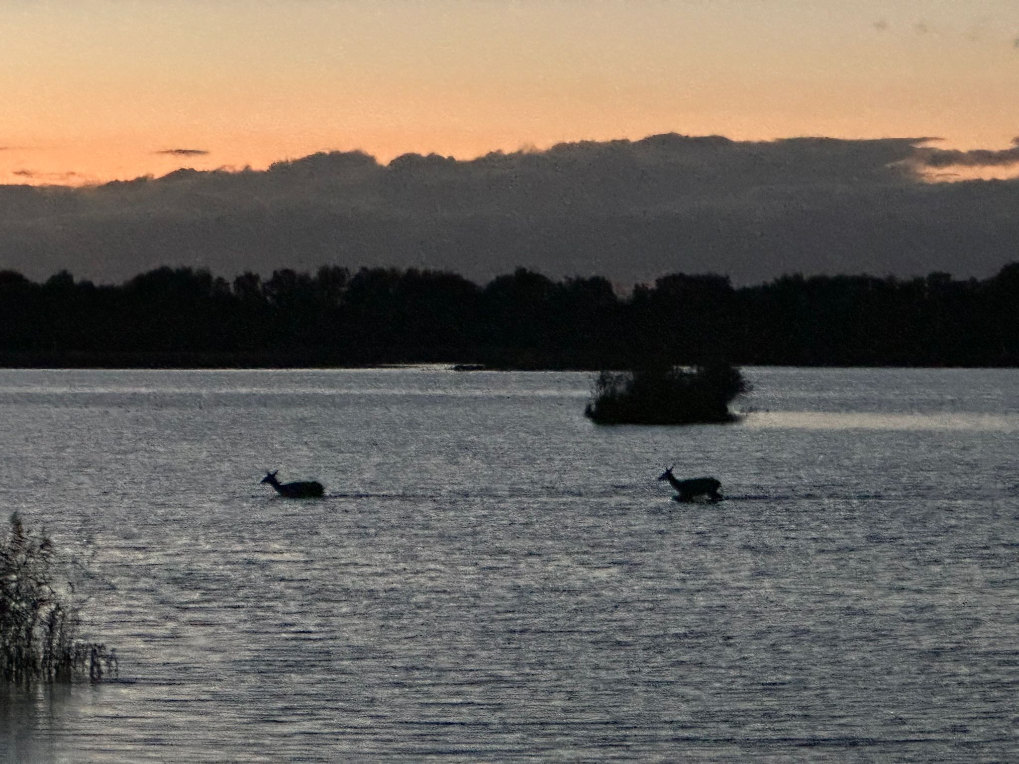 Hunting in Poland. In different regions of the country. Offer.