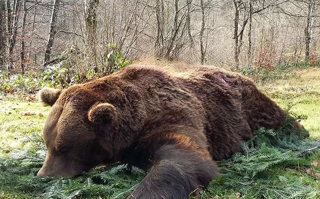 Brown bear hunted in one our hunting area