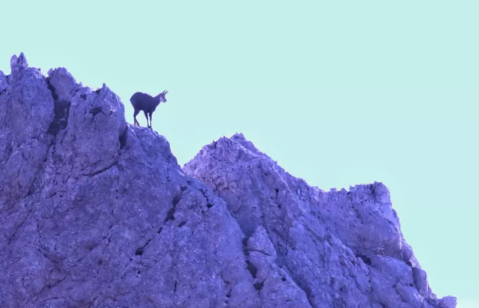 Chamois in one our hunting area