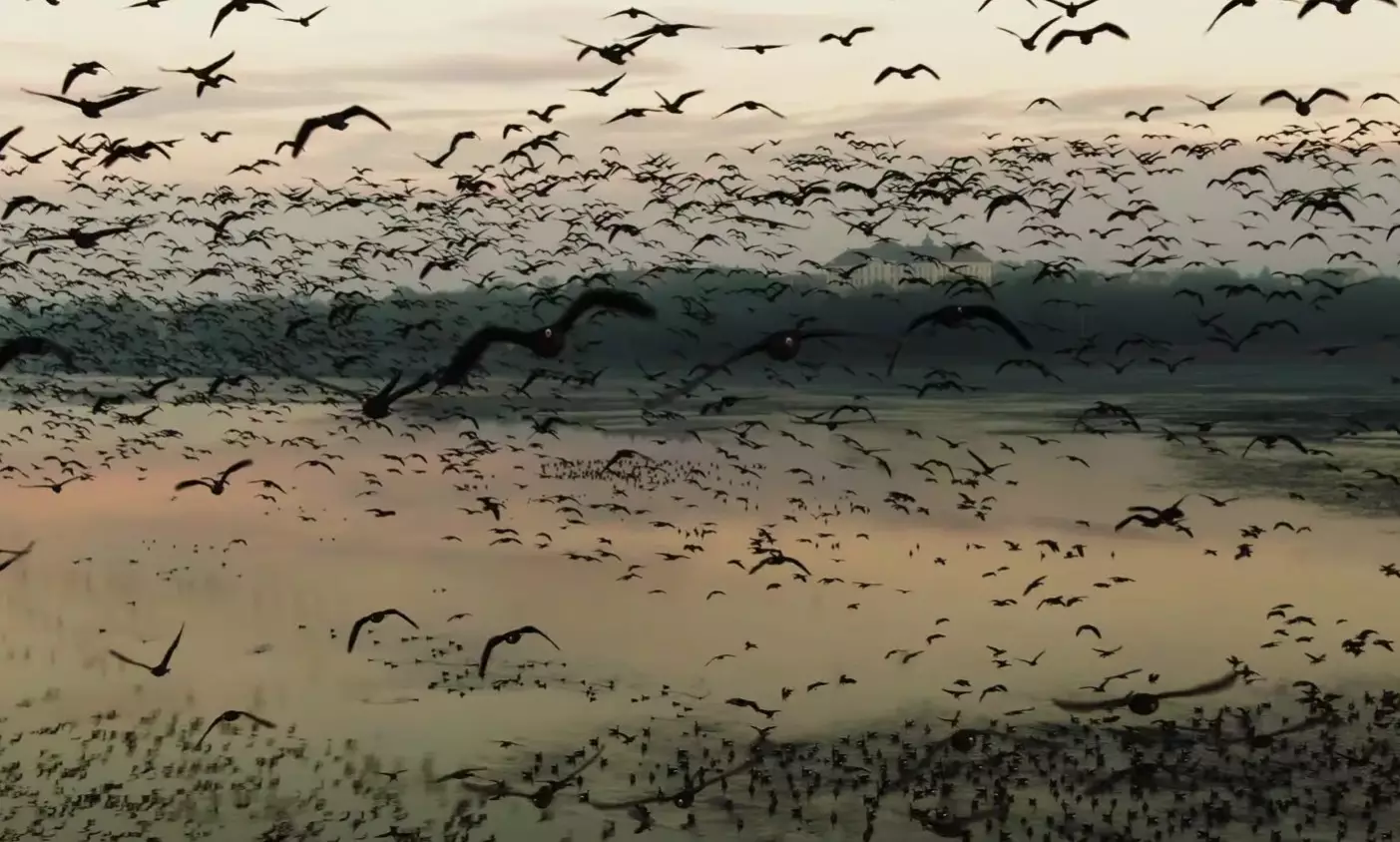 Geese in one our hunting area