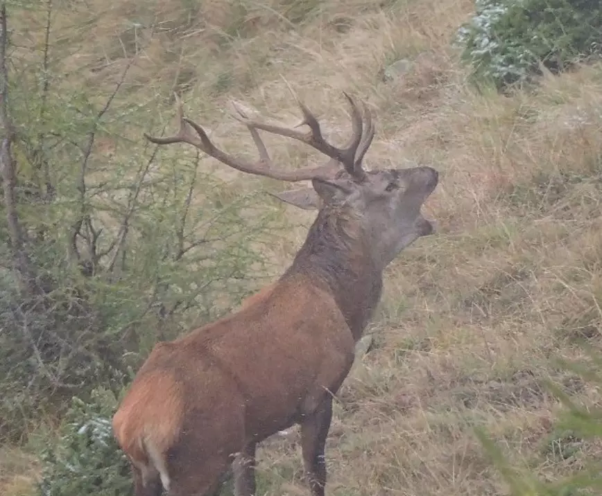 Red stag rut on the mountains
