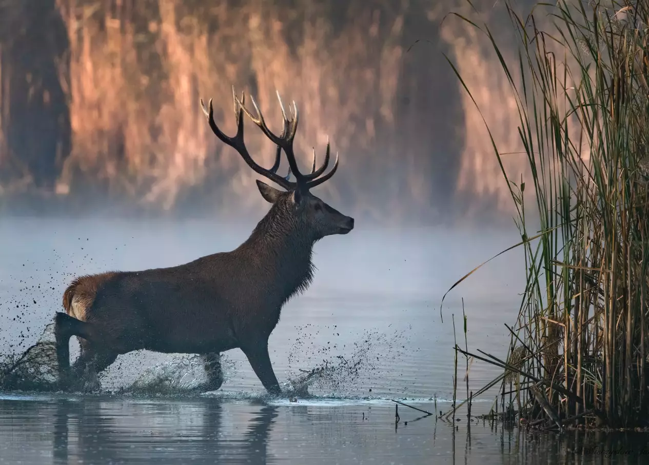 Red stag in a marsh area