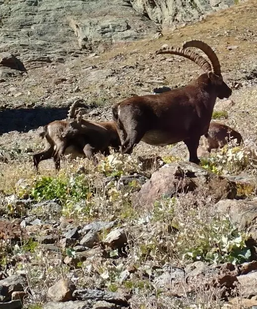 Ibex in the hunting area