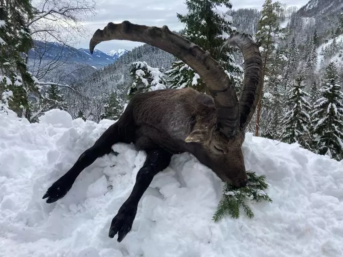 Alpine ibex hunted by our guest