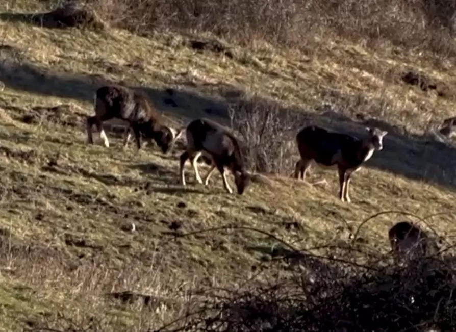 Mouflons in one our hunting area
